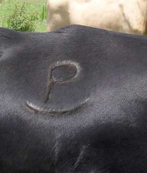 Cattle brands are the primary way for ranchers to identify cattle and provide proof of ownership