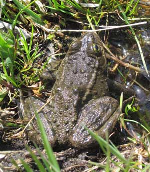 Columbia spotted frog.