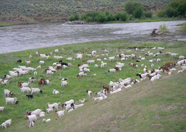 More than 1,000 goats feed on leafy spurge along the banks of the Weiser River in May. 