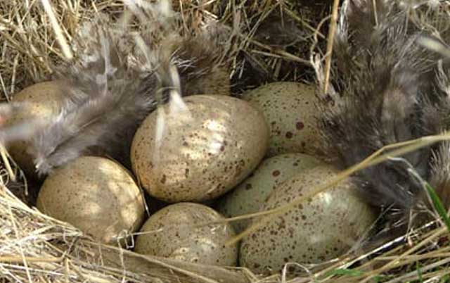 Sage-grouse hens lay 7-8 eggs. 