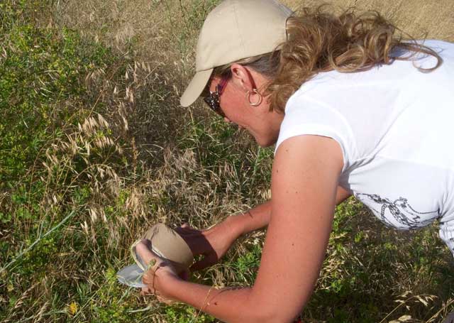 Natural biocontrol methods help control the spread of noxious weeds.