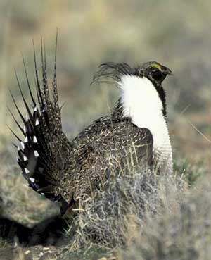 Sage grouse affected by juniper tree growth