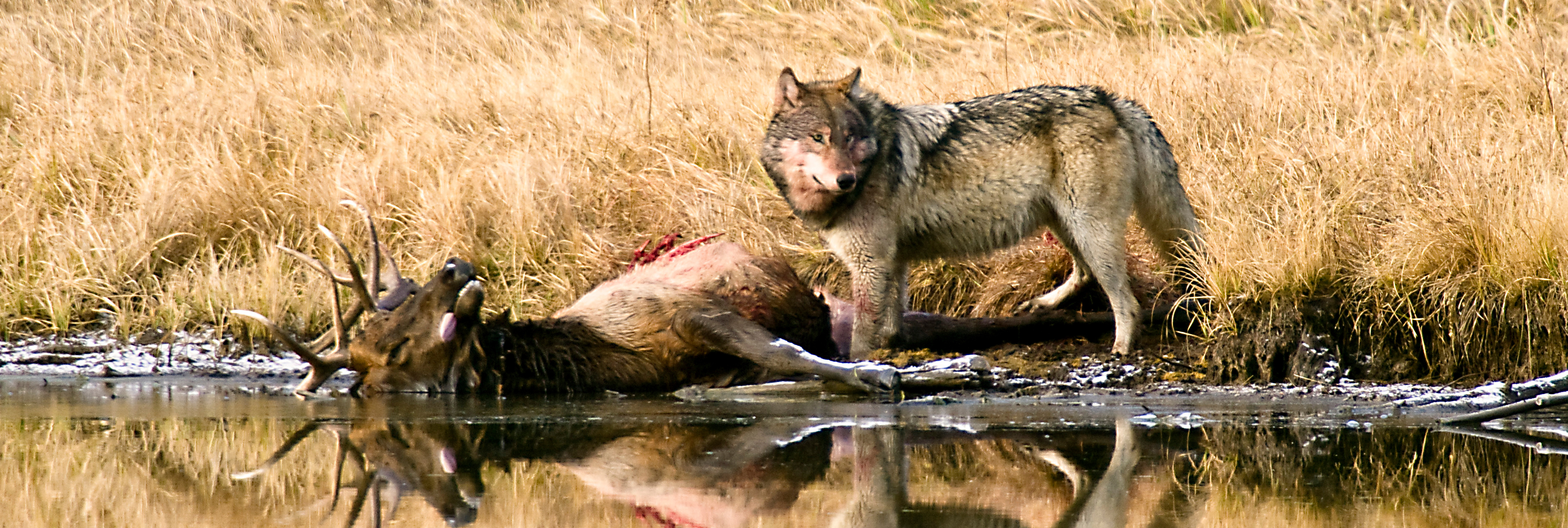 Wolves Part 5 Wolf Management In Idaho Idaho Rangeland Resource