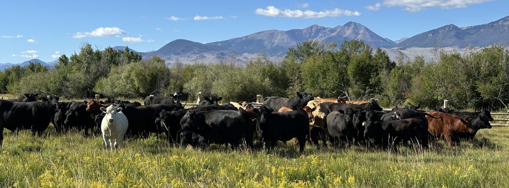 Tori's cattle herd at the home ranch 